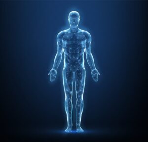 Abstract diagram of human musculoskeletal system
